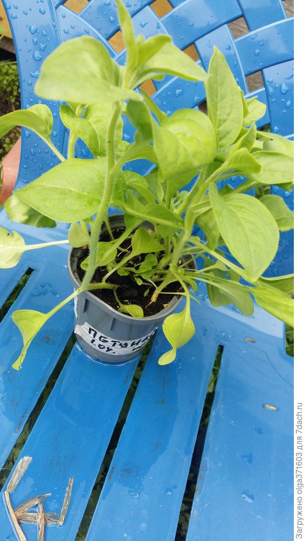 Первоапрельские петуньи