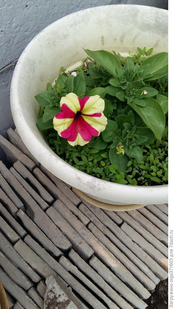 Февральские петуньи начали цвести