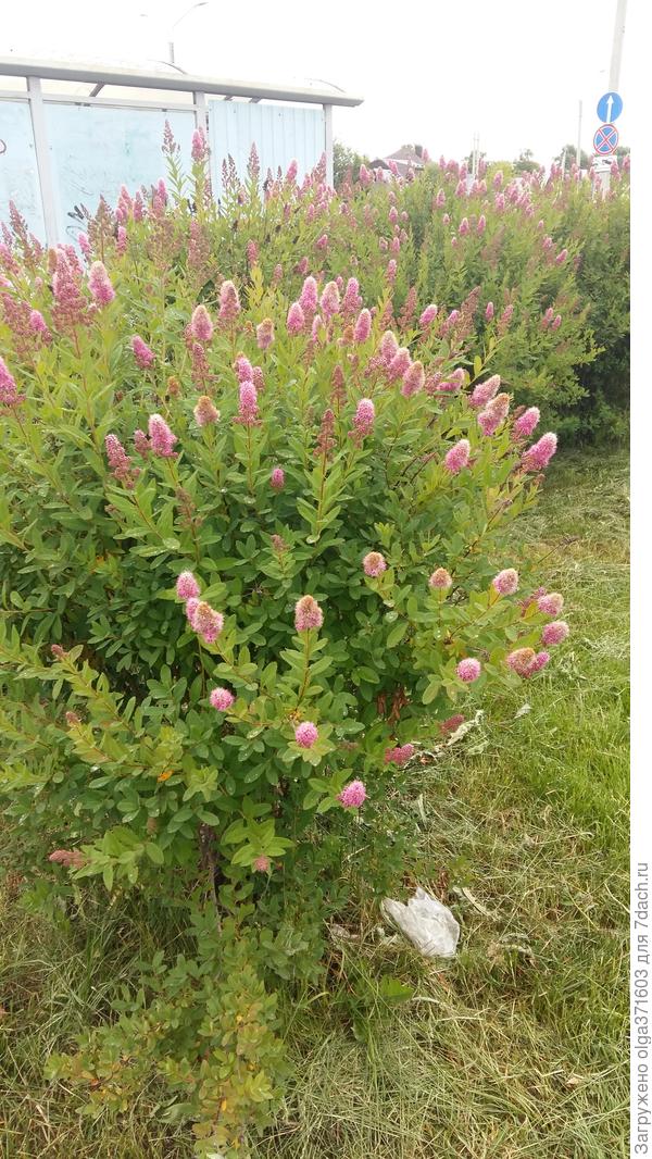 Наверное, это какой то сорт спиреи