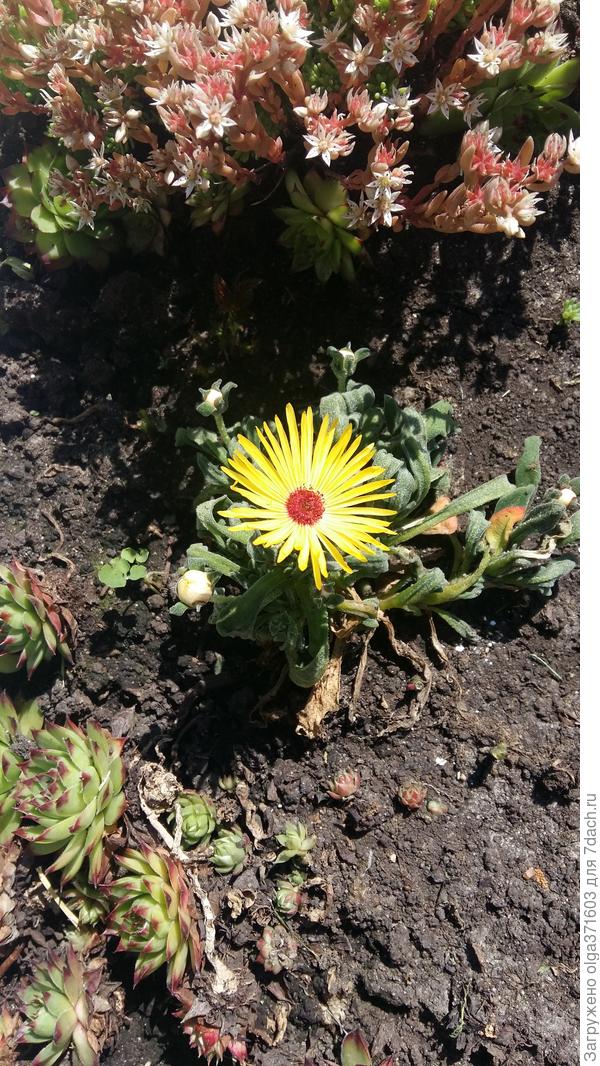 Это был первый цветочек Доротеантуса