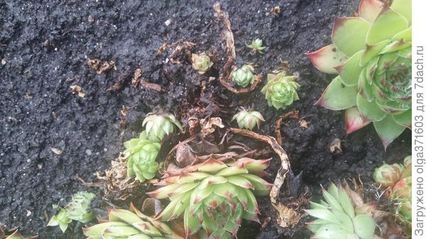 Каменная роза чахнет.