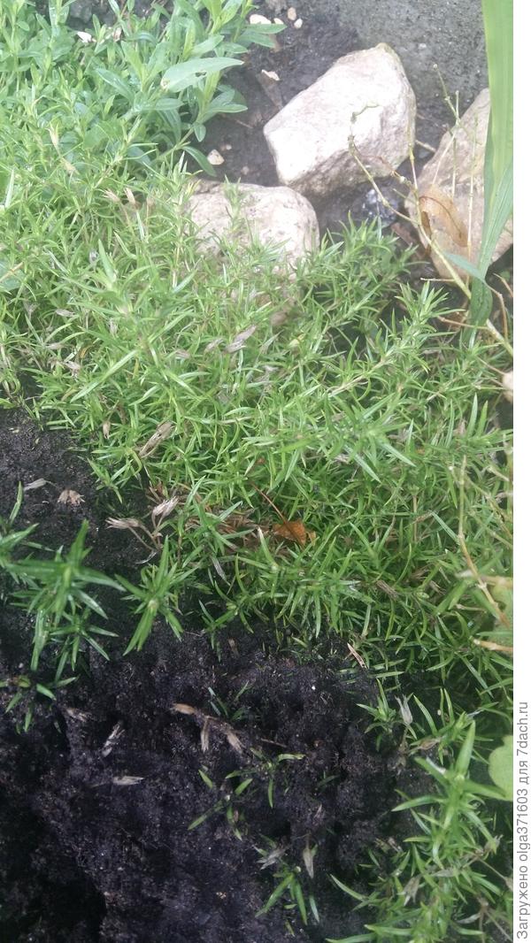 Это оставшаяся  здоровая часть Шиловидного флокса