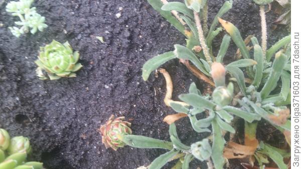 Еще один кустик Доротеантуса засыхает.