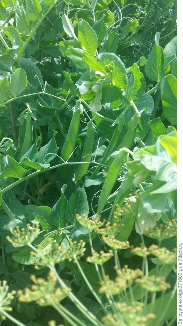 Ждем с особым нетерпением