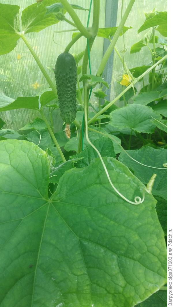 Первенец (второй, первый съели)