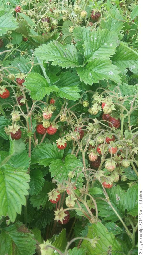 Земклуника. Мы ее с детства зовем попроще: чернож...к. У плодоножки спелые ягоды темнее.