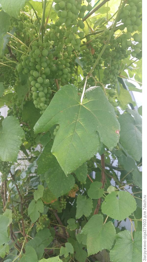 Здесь урожая ждать еще долго