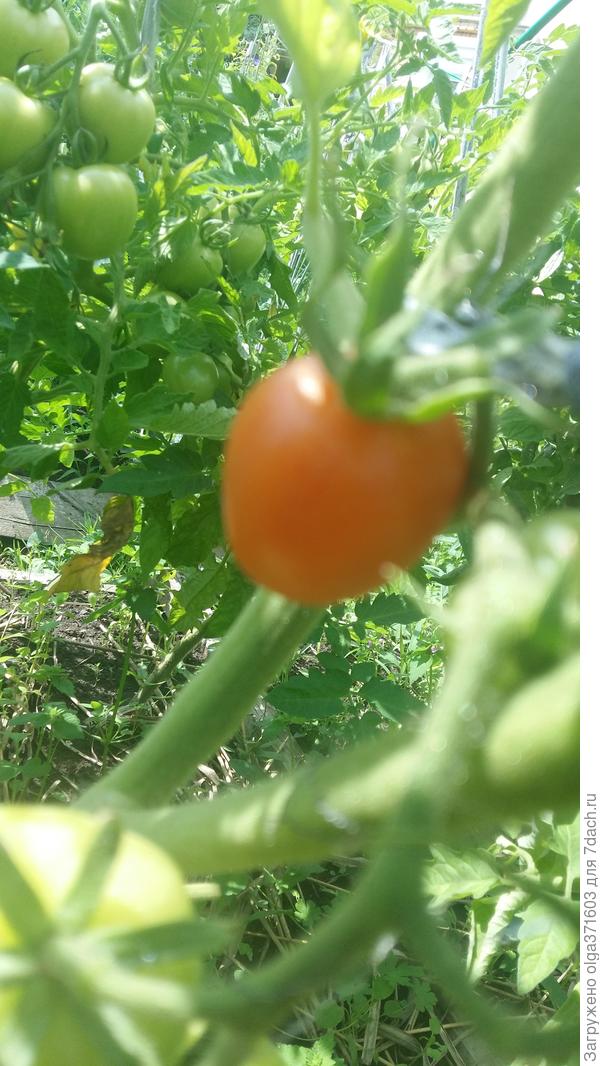 Кто у нас самый первый? Благовест.