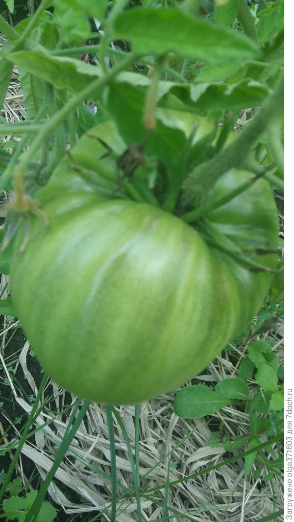 Сибирский тяжеловес. На кусте монополист.