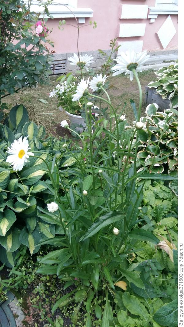 Ромашки. Название Нивяник мне не нравится.