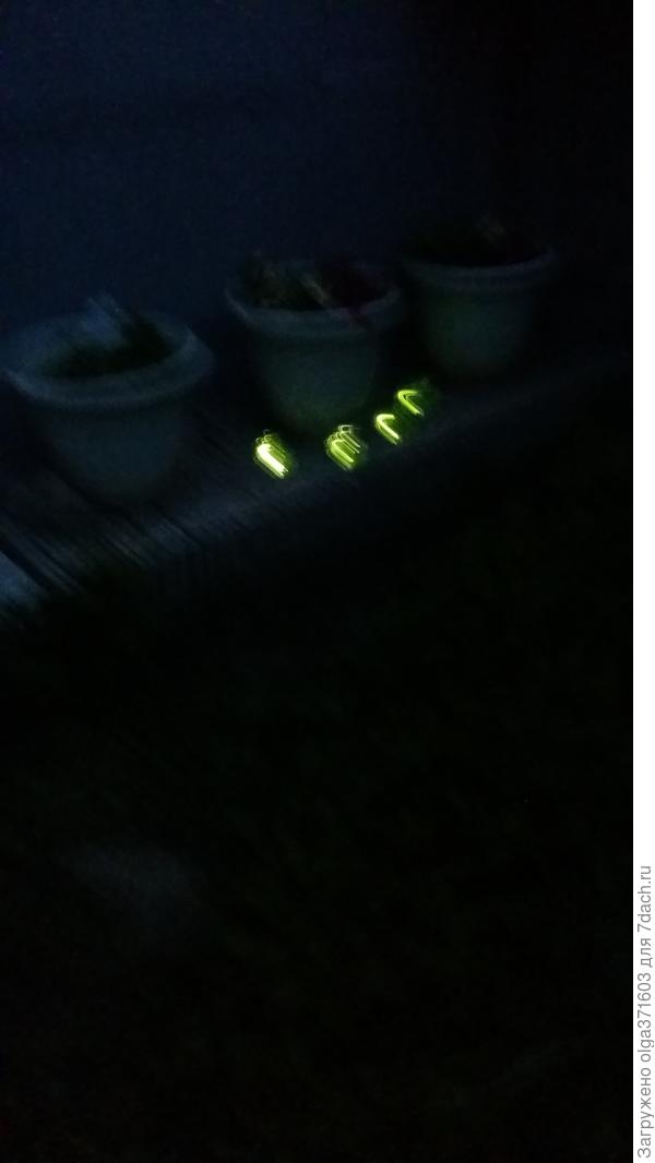 Приятно вечером выглянуть, а они светятся в темноте.