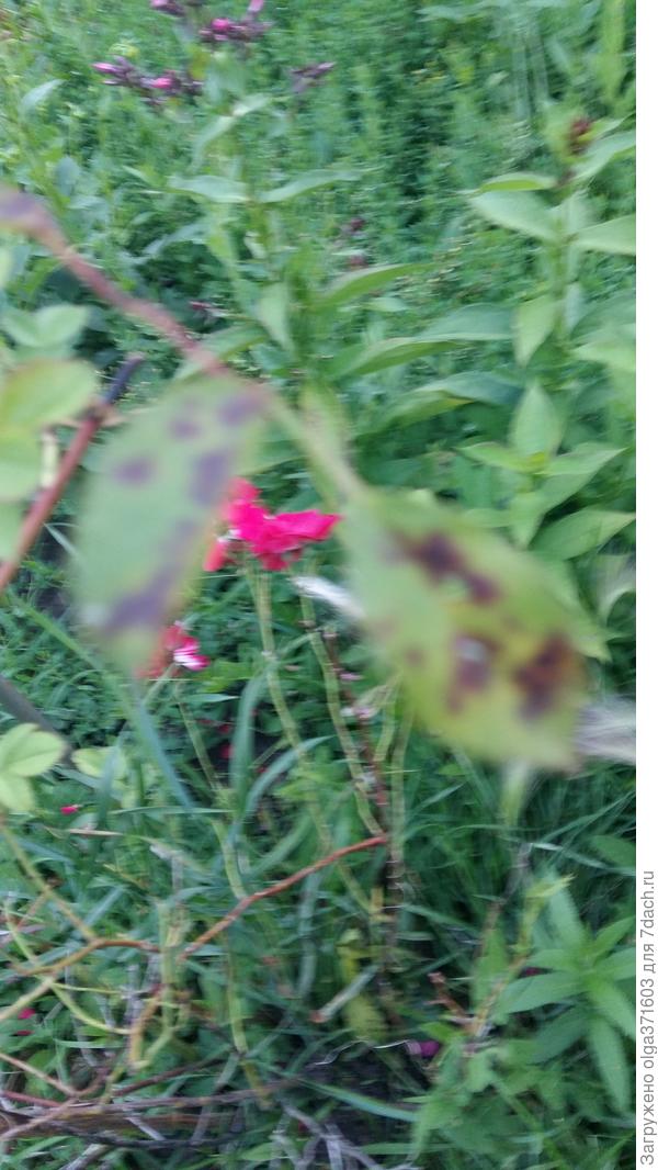 Поврежденные листья