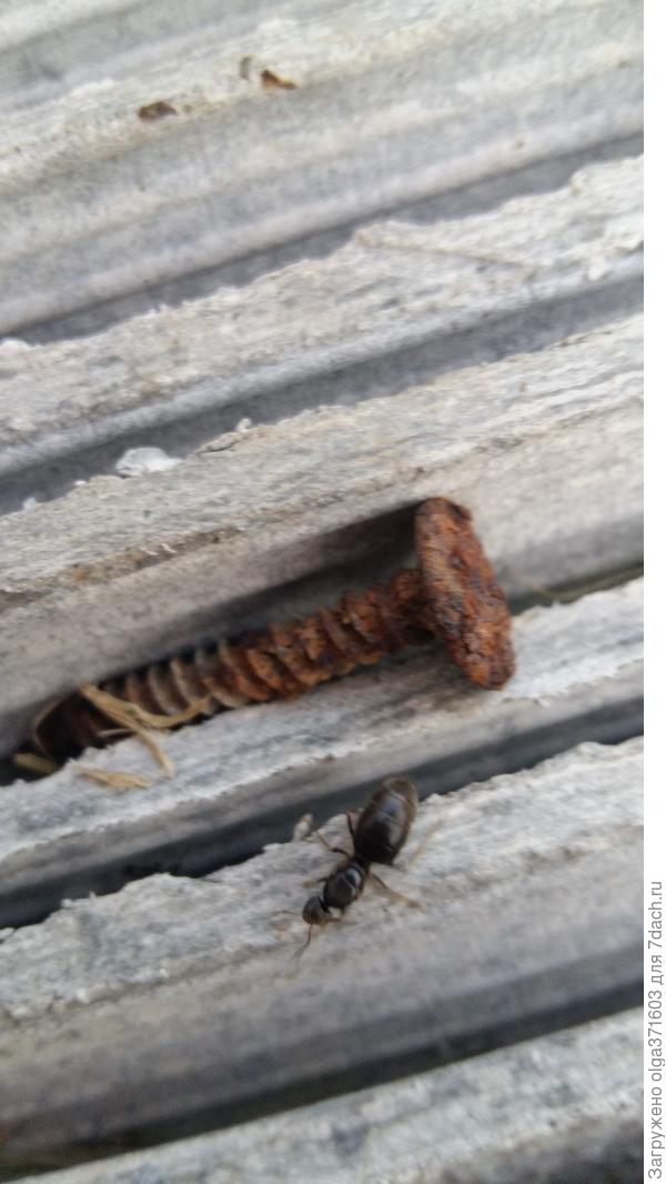 Старый ржавый саморез для сравнения