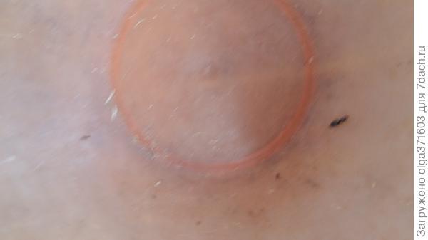 Оба муравья в одном кадре