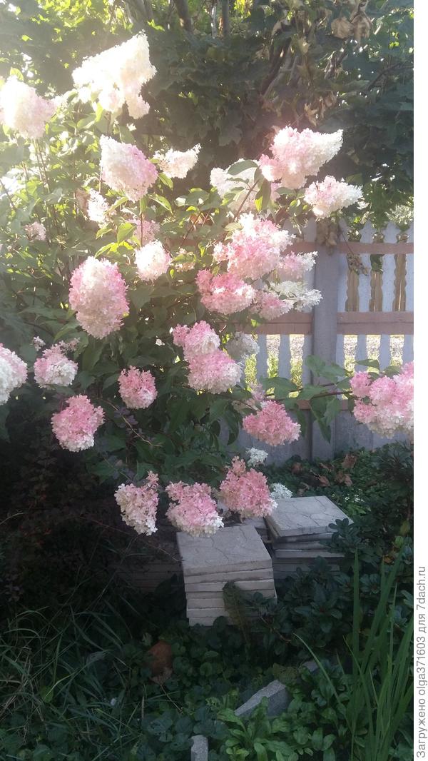 Осенняя смена окраски