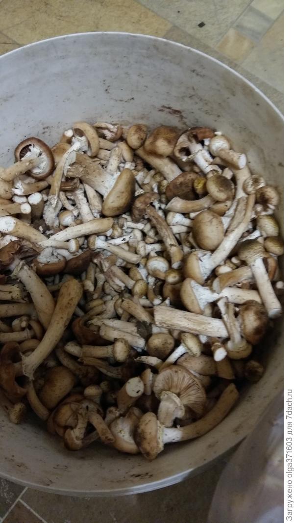 Грибной улов!