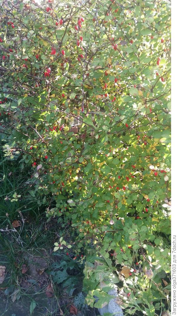 Стали видны ягодки на барбарисе
