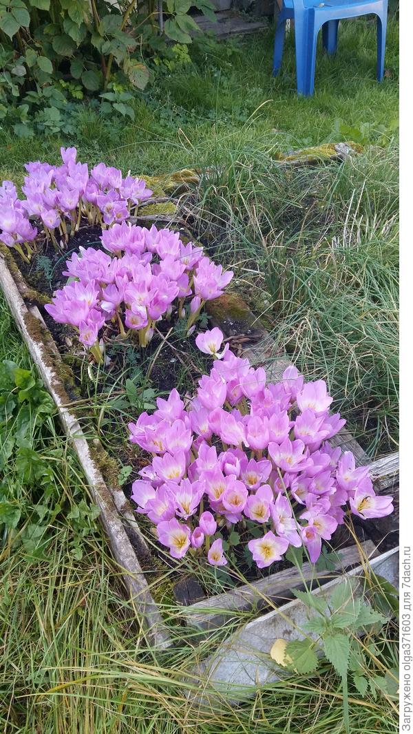 Безвременники