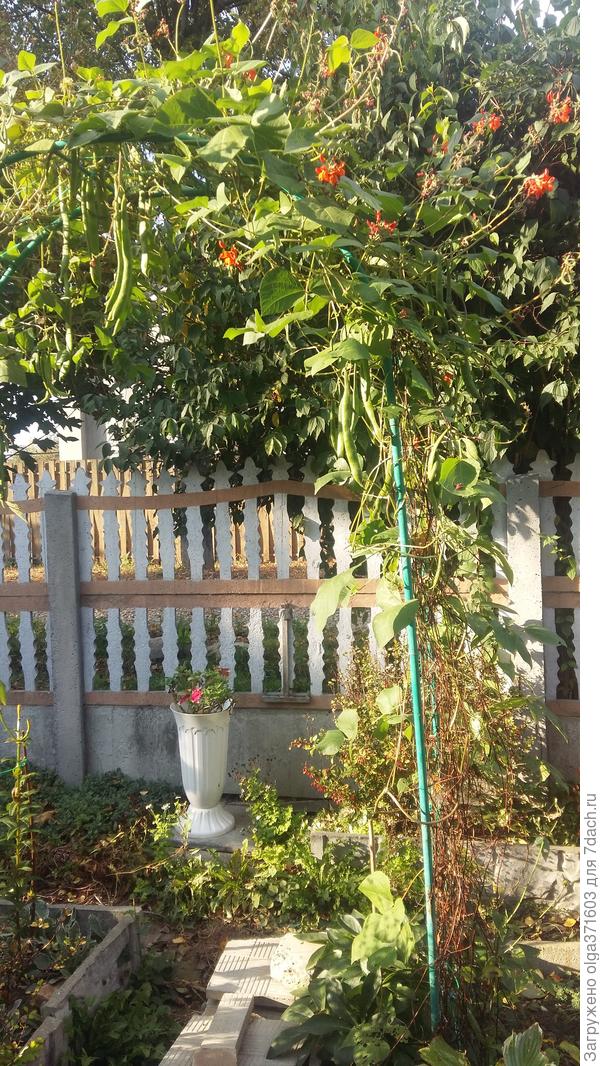 Декоративная фасоль