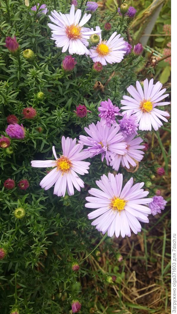 Цвет искажен, вообще-то они голубые