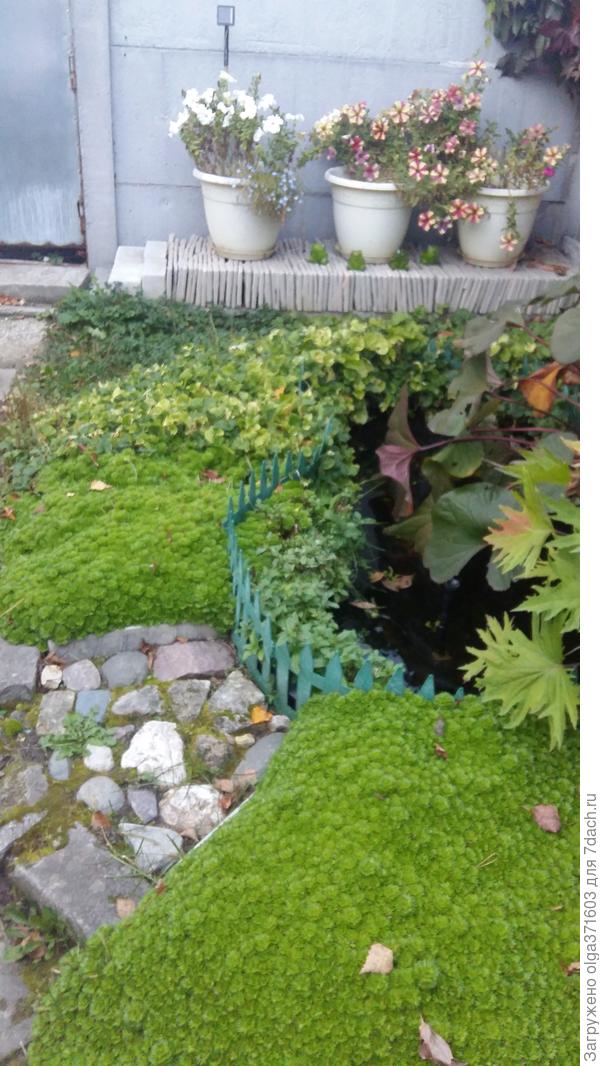 У петуний последние денечки. А камнеломке хоть бы что.