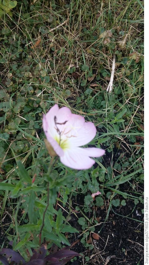 Розовая энотера