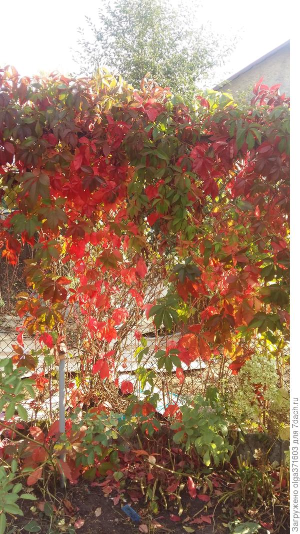 Это моя мечта - красные листья девичьего винограда