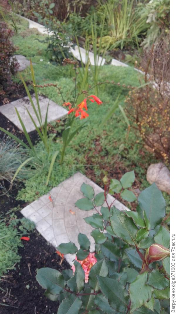 Монтбреция