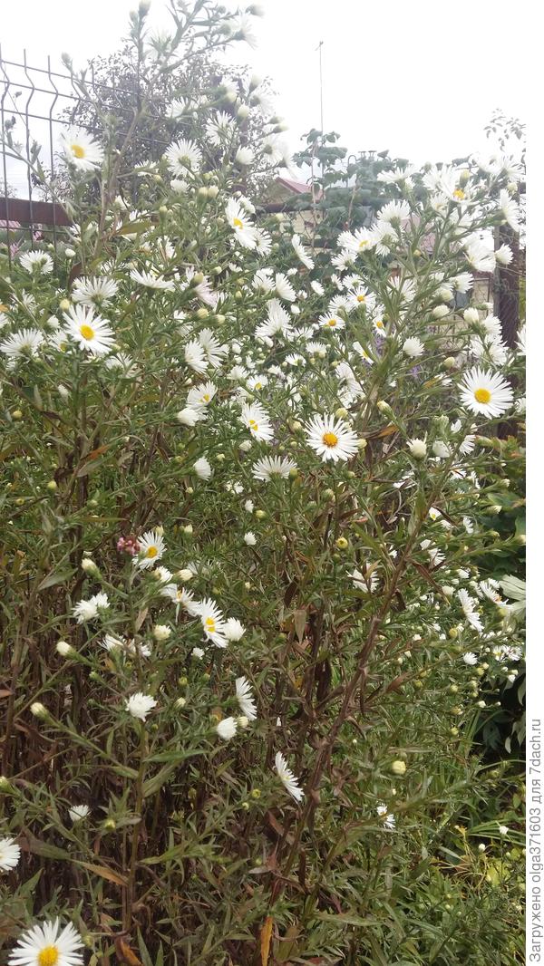 Ждала октября