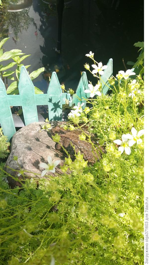 А это бонус - царевна-лягушка на камне рядом с белой камнеломкой