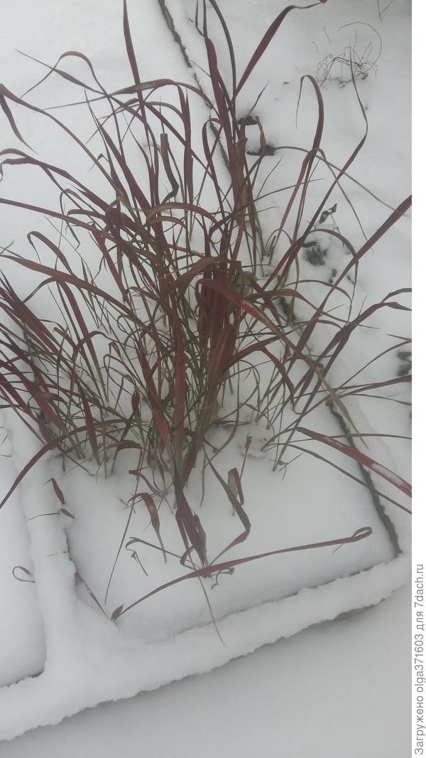Красная осока в снегу. Цвет не точно передался.
