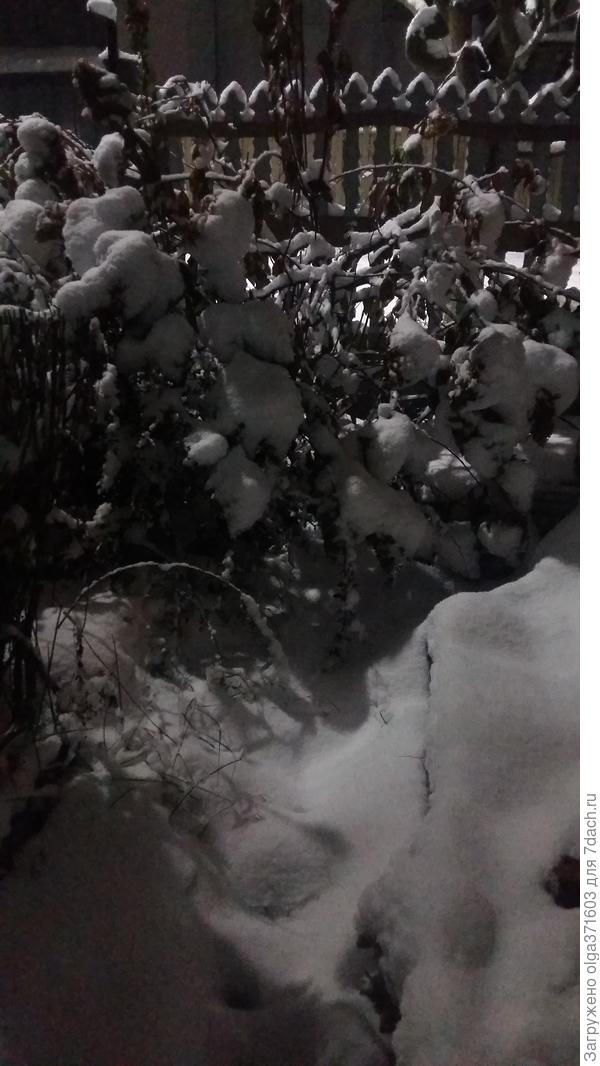 Гортензия, поникла, но, к счастью, не сломалась.