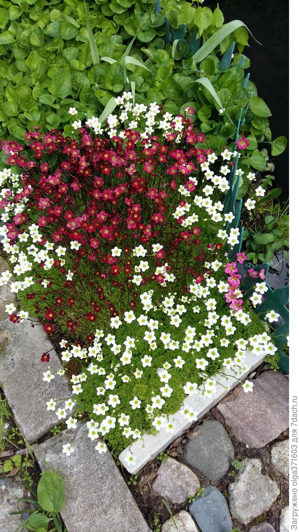 Камнеломки