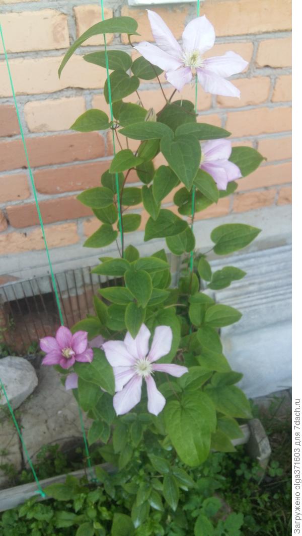 Это кусочек кирпичной стены,  тоже покрашенный