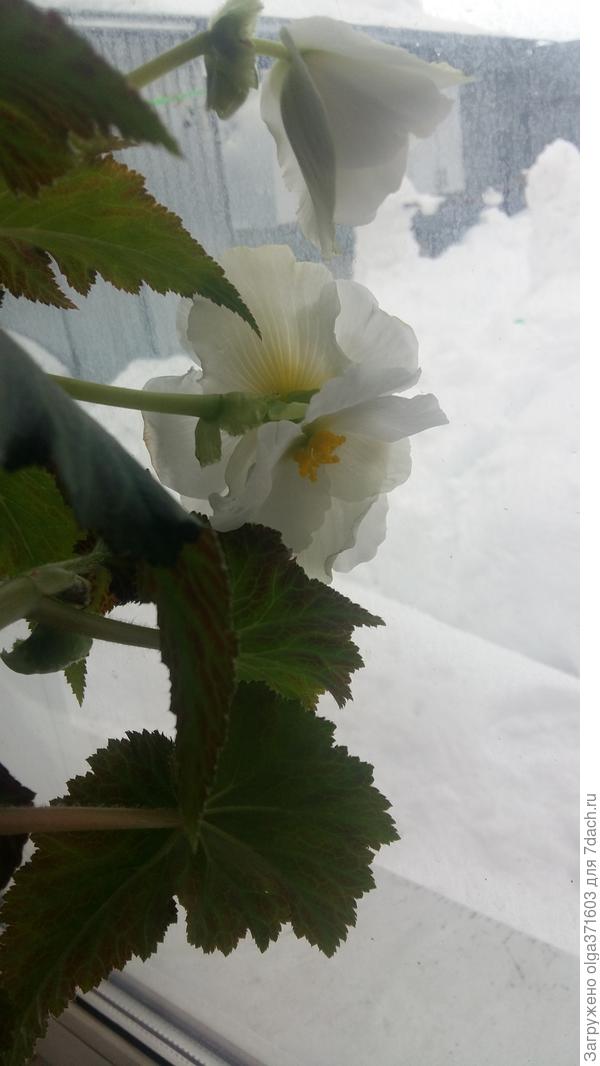 Бегония расцвела на северном окне