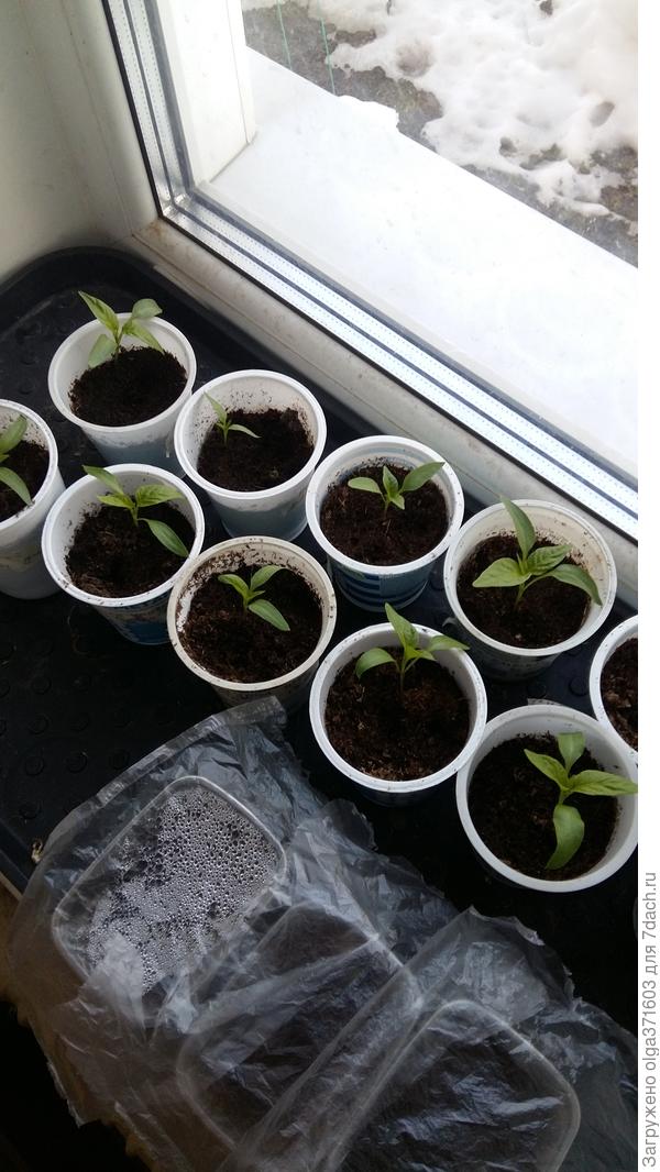 Перчики февральского посева.