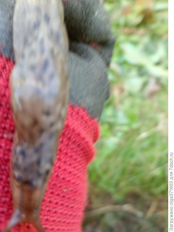 Ещё как повылезали