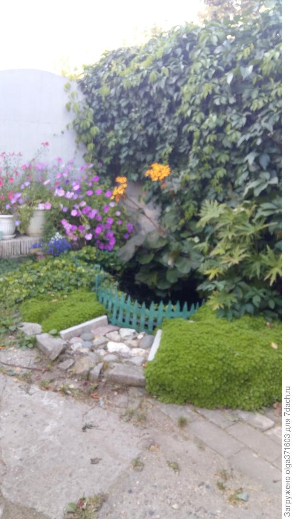 Цветут в разное время. Ближний уже отцвёл