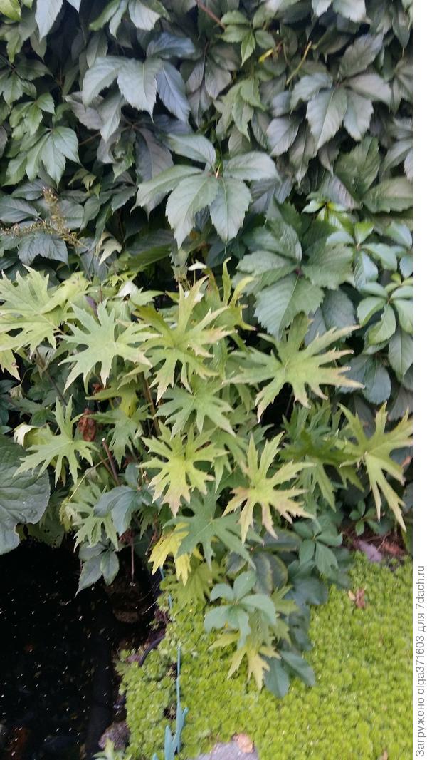 Снимок с цветами не нашла.