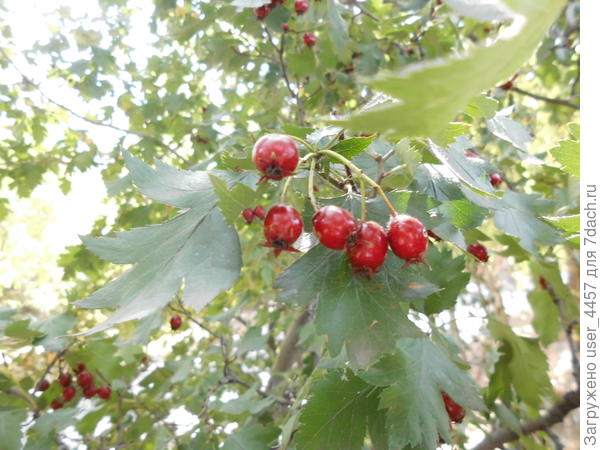 ягоды на дереве