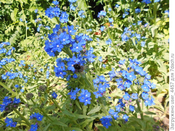 растение с голубыми цветами