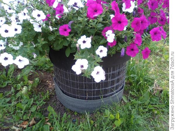 Внизу окантовочка из, полоски сайдинга, чтобы не рвалась леска триммера