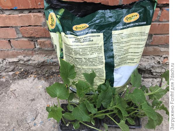 Огурец с Фаско сажай без опаски