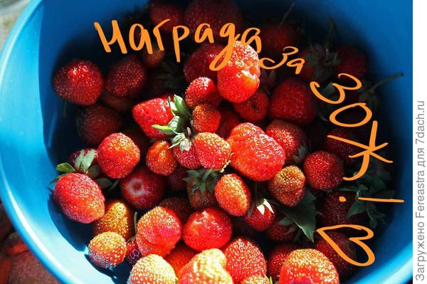 Награда лучшему спортсмену-огороднику!