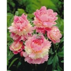 это какой должен быть Щербет