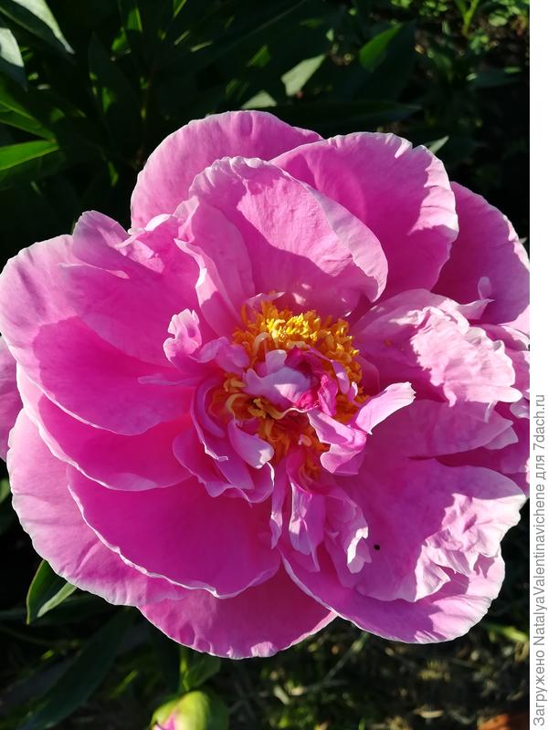 пион щербет