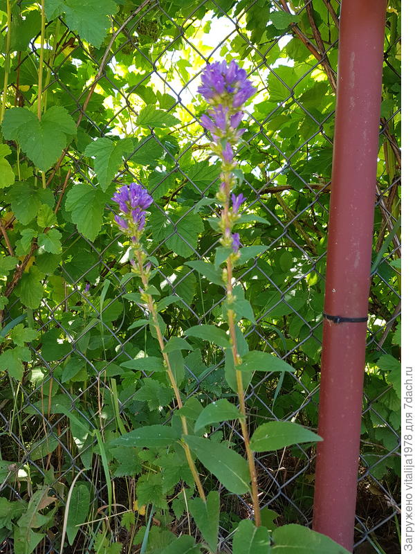 Как оно называется?