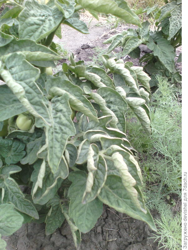 И у меня так. Думала, что это паутинный клещ...