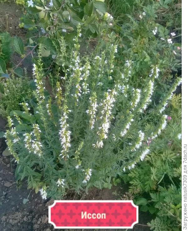 Из семян сами вырастили