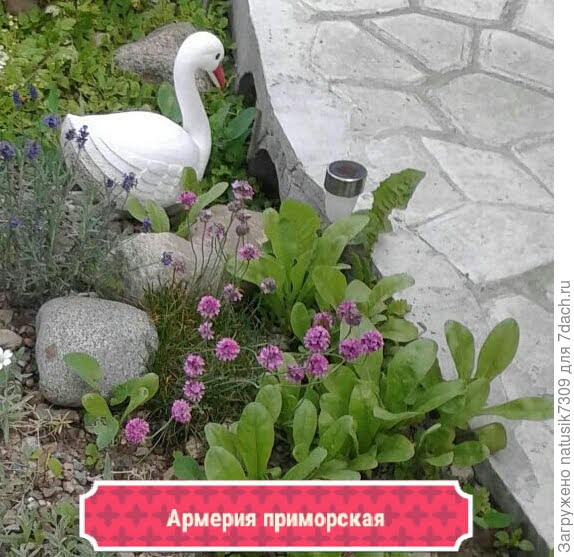 Валунов пока у нас нет. А маленькие камни нам привозит в подарок друг семьи пенсионер дядя Вася.